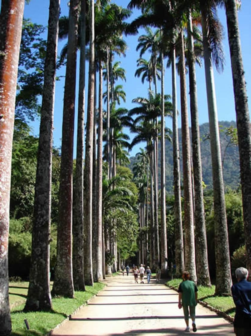 Lugar Jardim Botânico