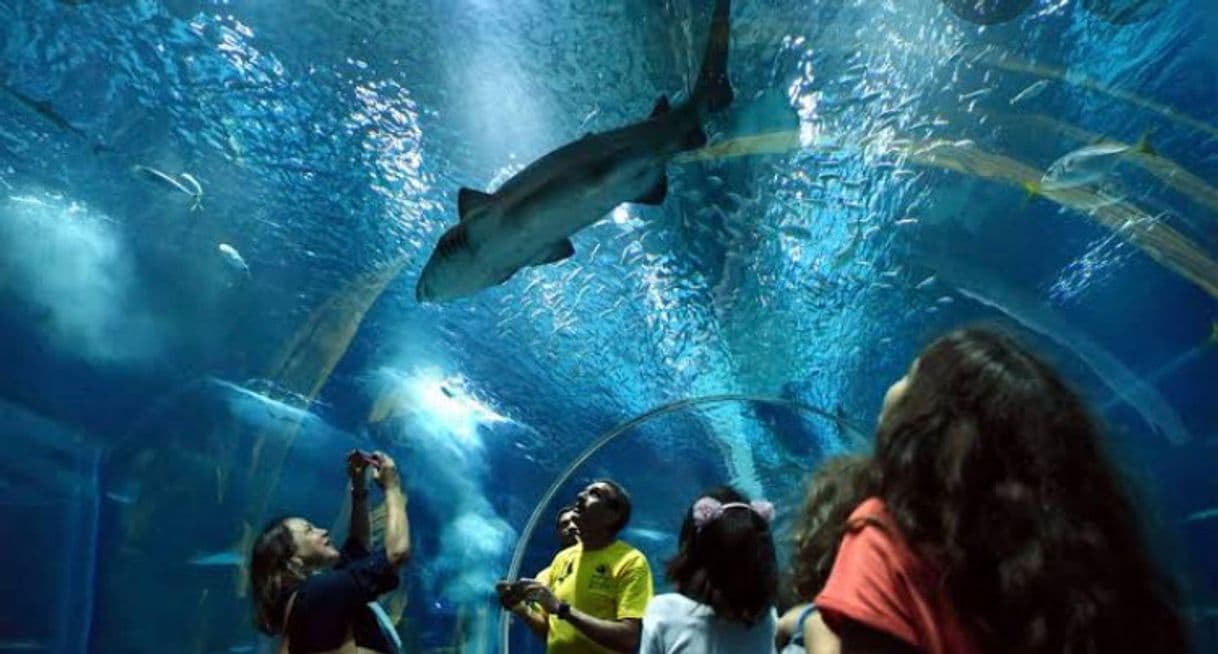 Place Aquário Marinho do Rio de Janeiro