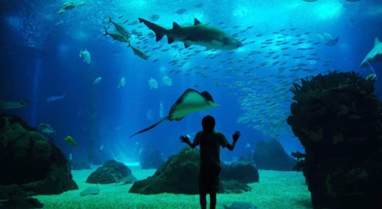 Place Oceanario de Lisboa