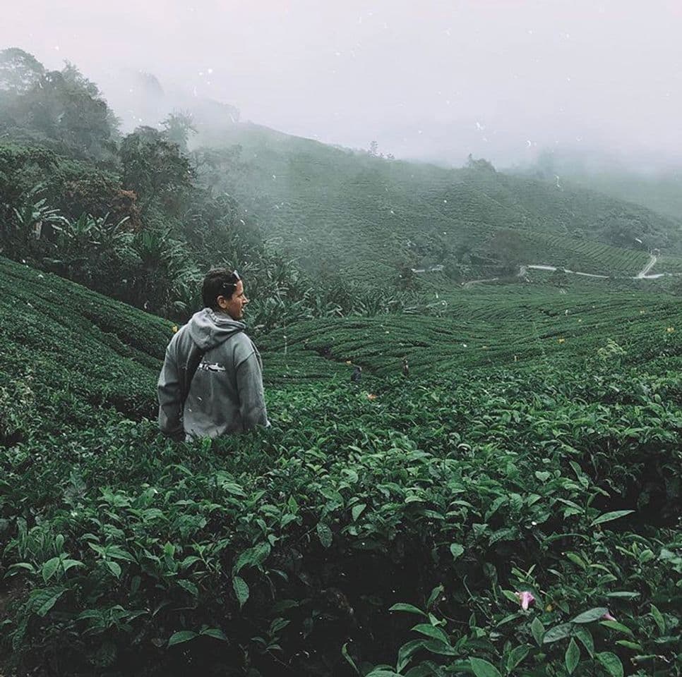 Place Cameron Highlands