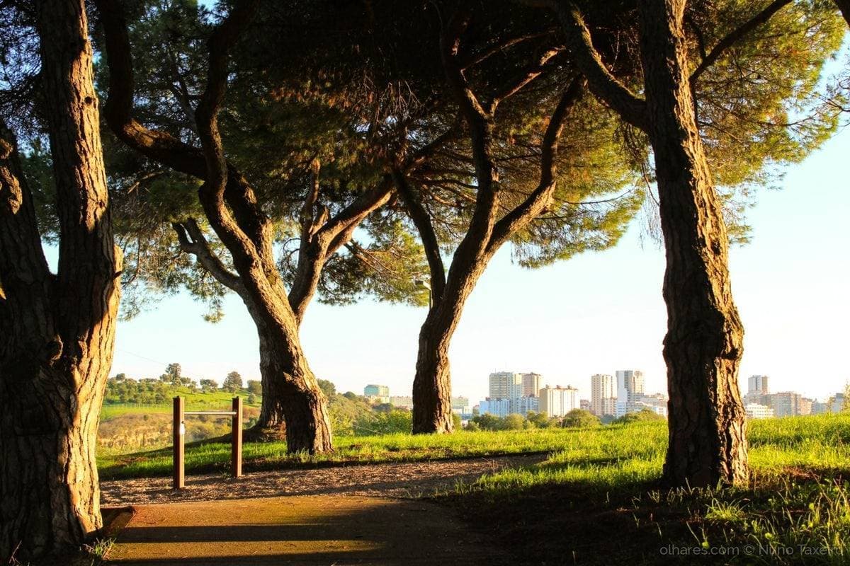 Place Parque José Gomes Ferreira