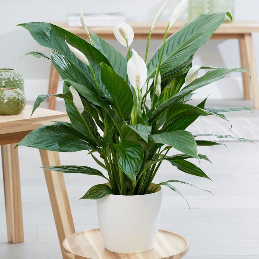 Producto Spathiphyllum wallisii