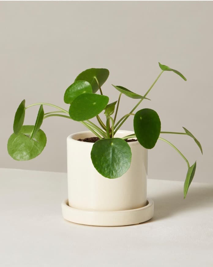 Producto  Pilea peperomioides