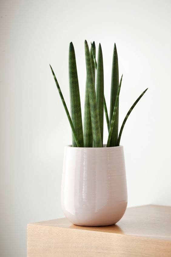 Producto Sansevieria cylindrica