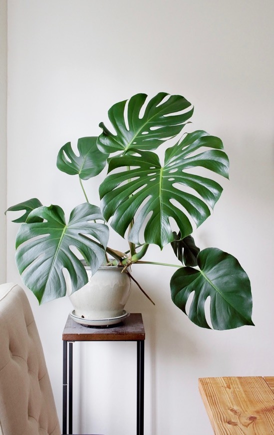 Producto Monstera deliciosa