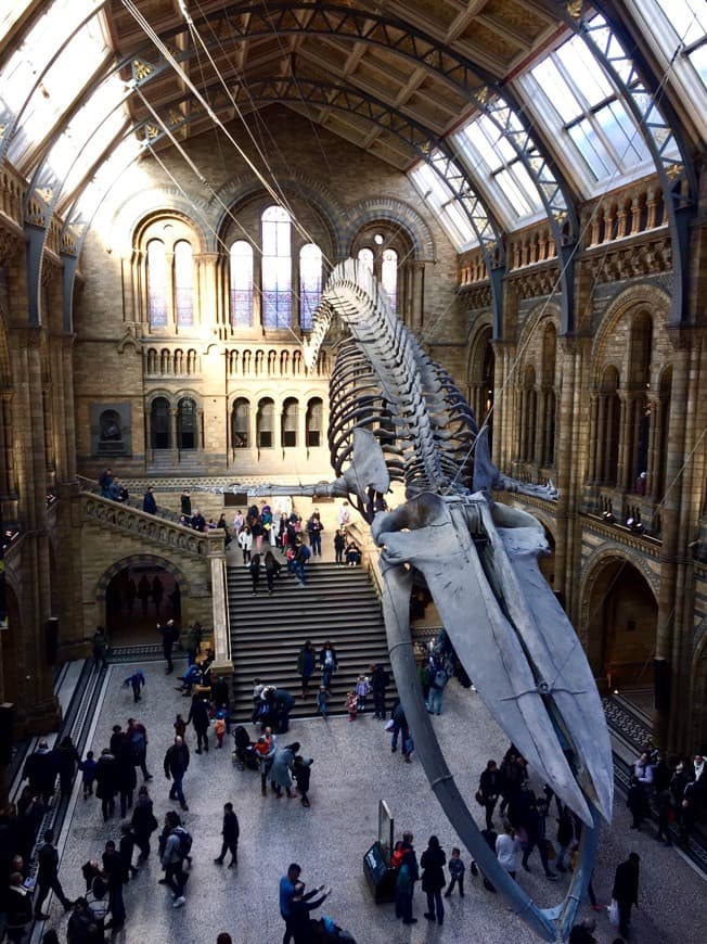 Place Natural History Museum