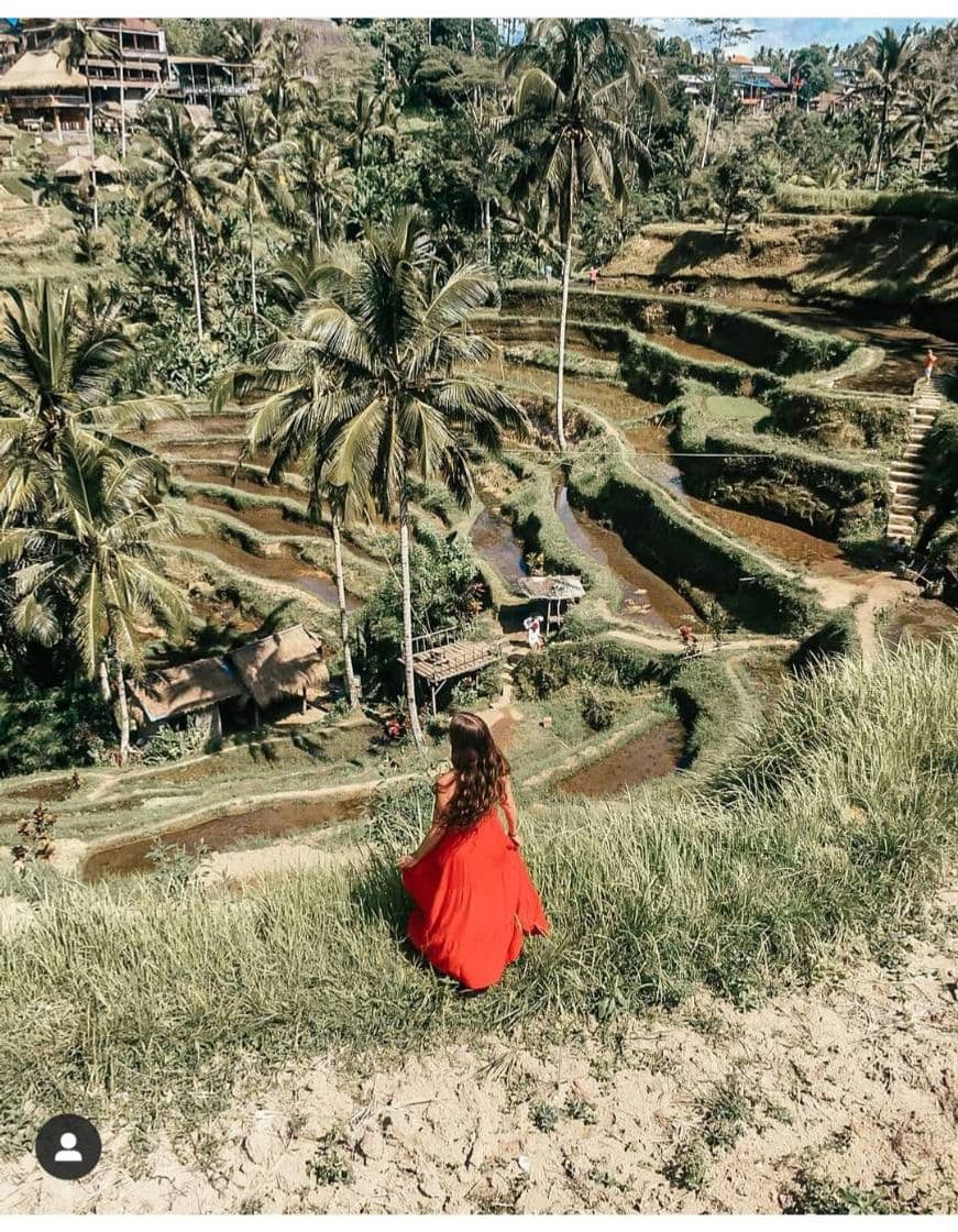 Place Tegallalang Rice Terrace