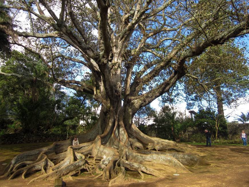 Place Jardim Botânico