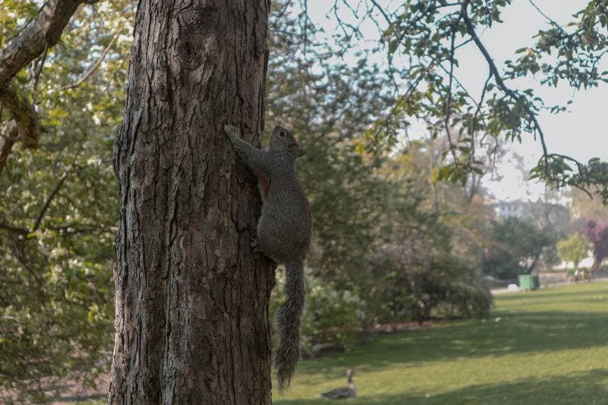 Place St. James's Park