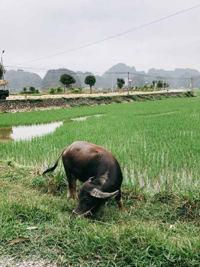 Lugar Tam Cốc Ninh Bình