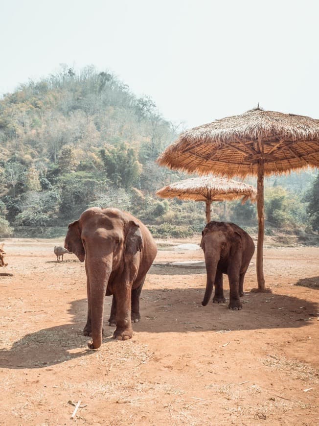 Lugar Elephant Nature Park