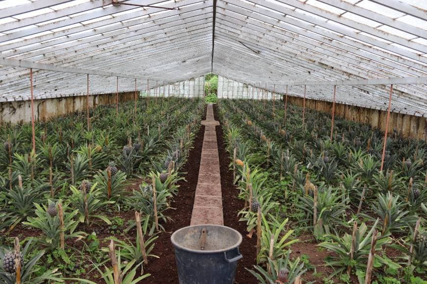 Lugar Plantação de Ananás dos Açores