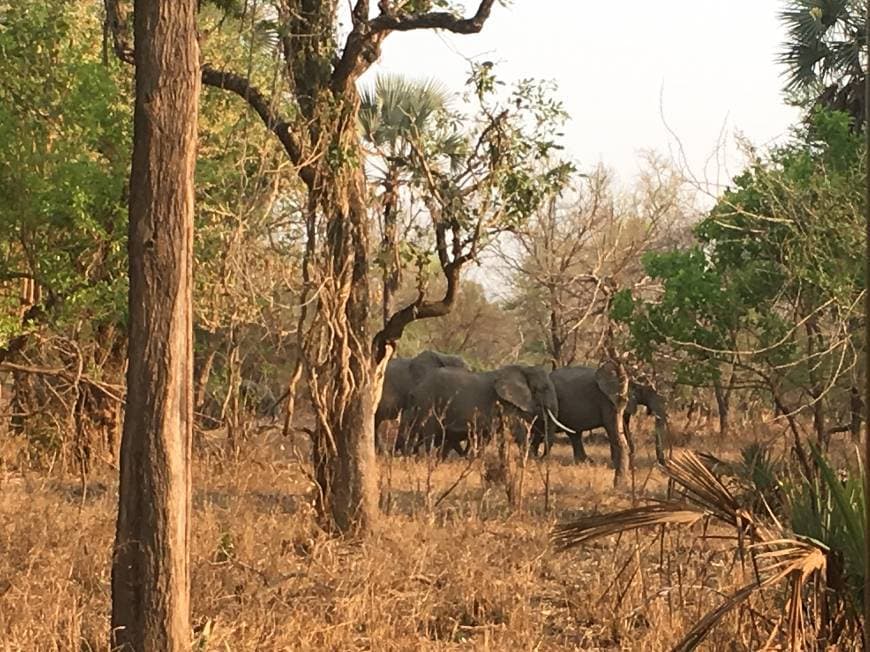 Lugar Gorongosa National Park