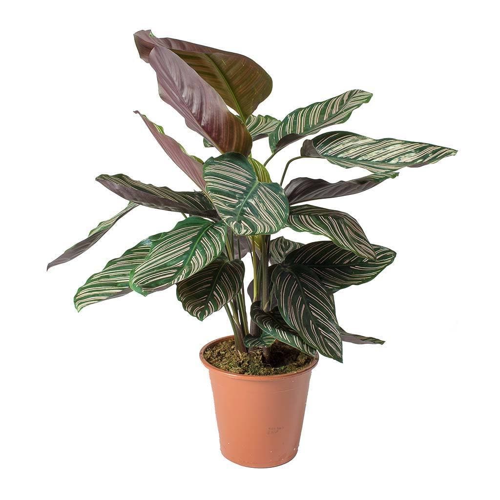 Moda Calathea