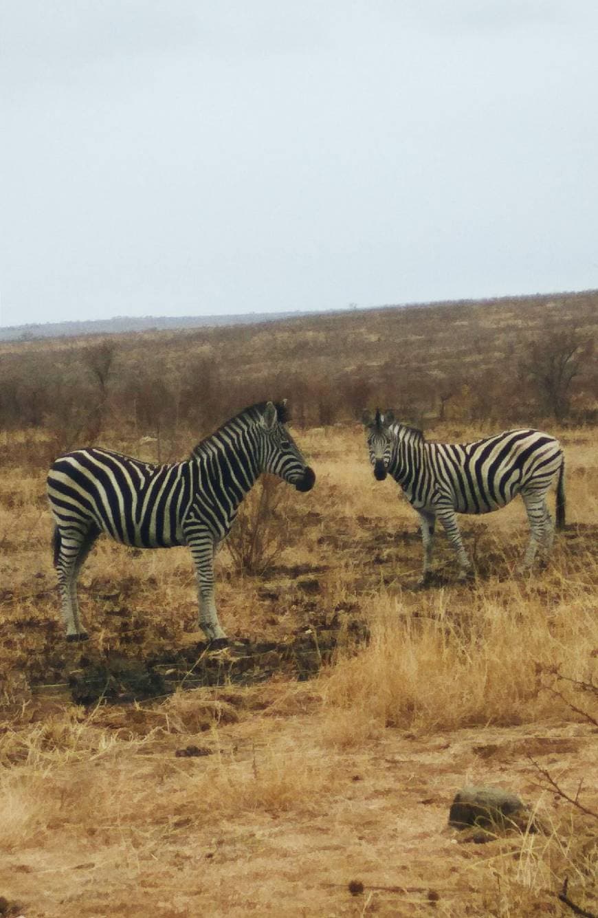 Place Parque nacional Kruger