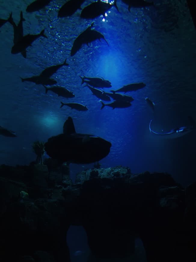 Lugar Oceanário de Lisboa