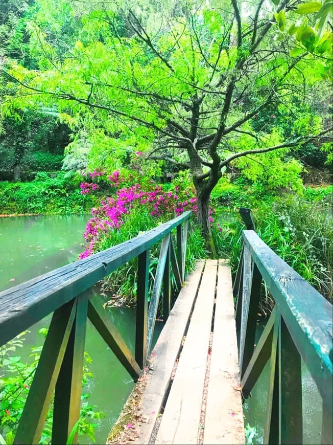 Place Mata Nacional do Buçaco