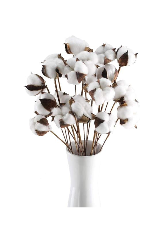 Product Dried Cotton Flower 