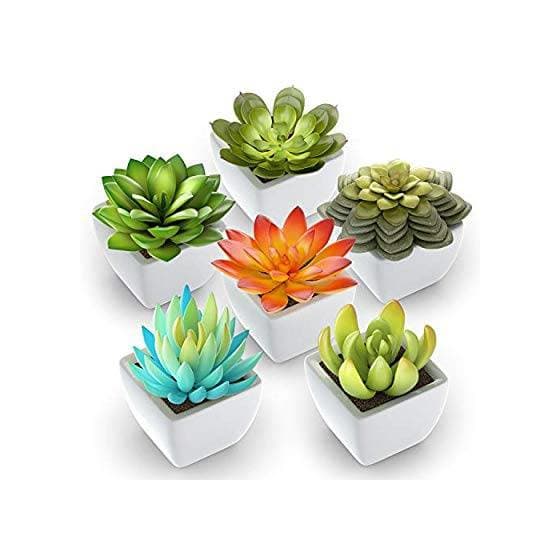 Producto 6 Mini Potted Plants