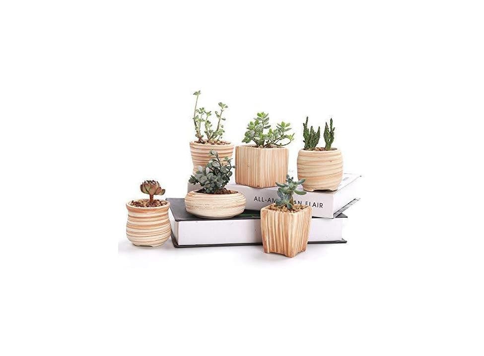 Product Little Pot Cactus