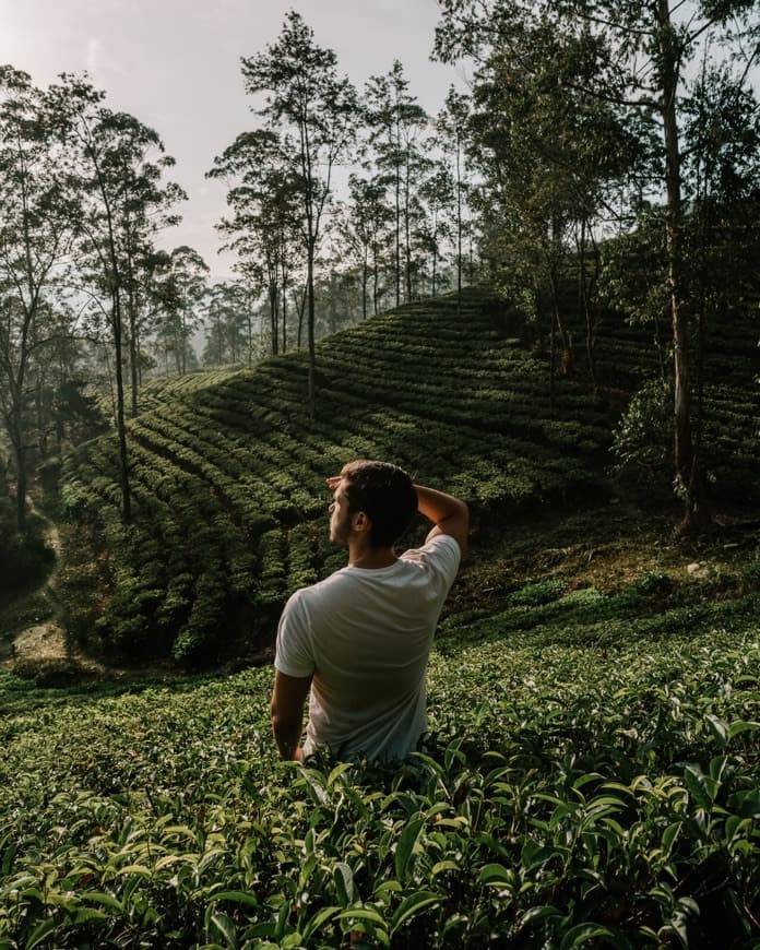 Place Ceylon Tea Trails