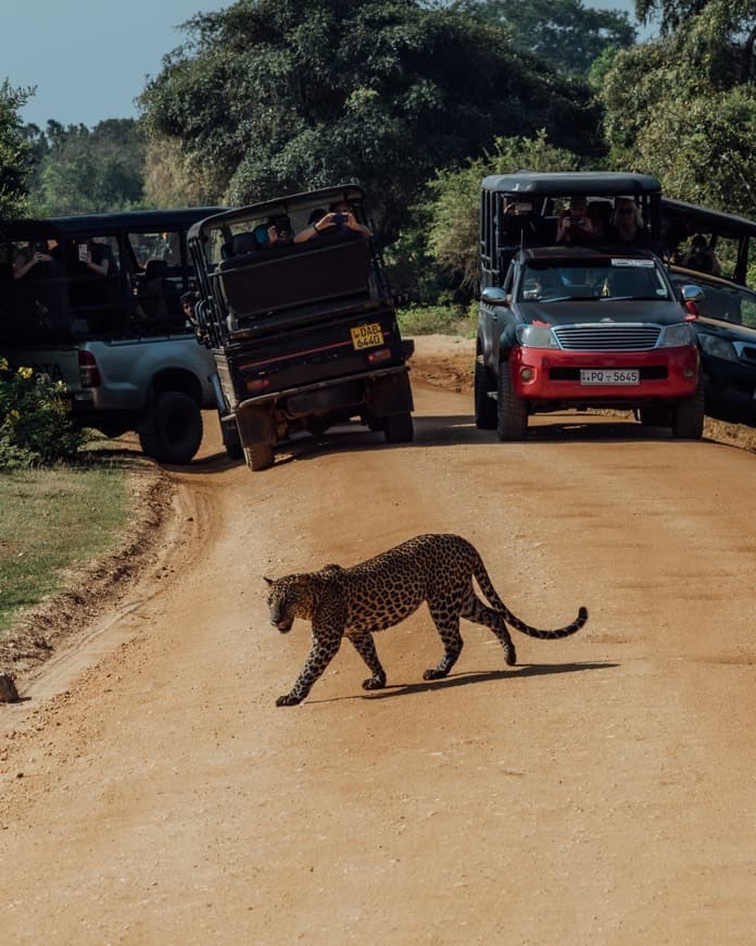 Place Yala National Park Sri Lanka