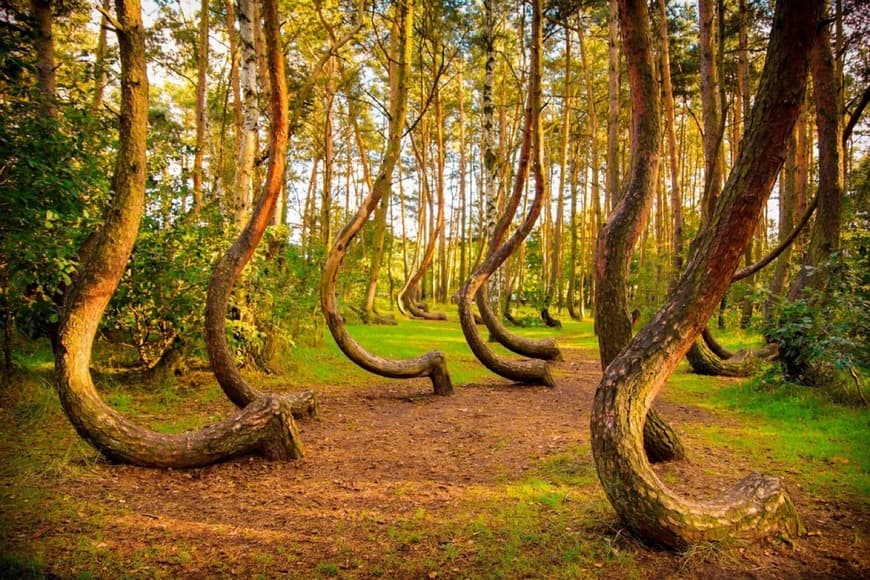 Lugar Crooked Forest