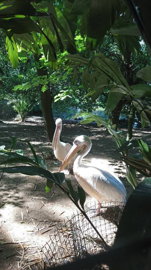 Lugar Zoo de Lourosa