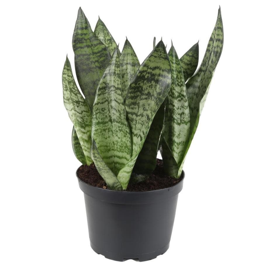 Moda Snake Plant