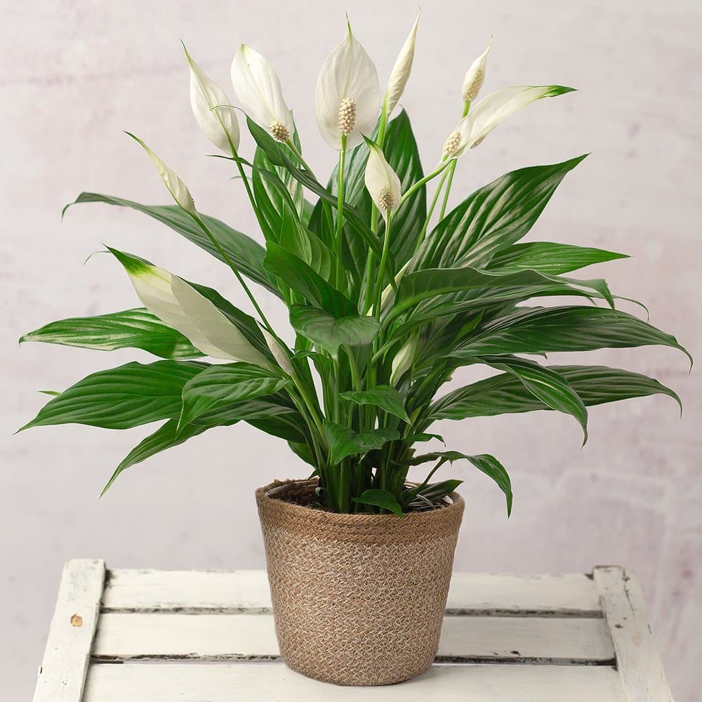 Moda Peace Lily