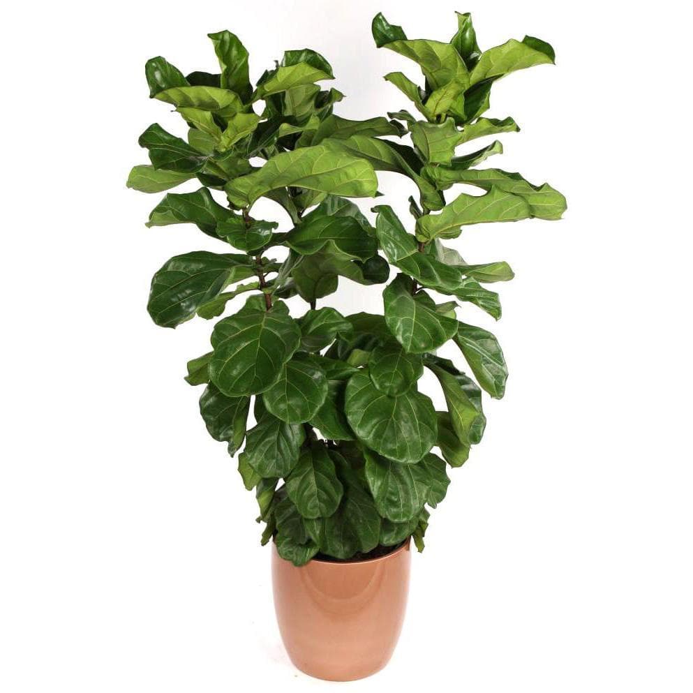 Moda Fiddle-leaf fig