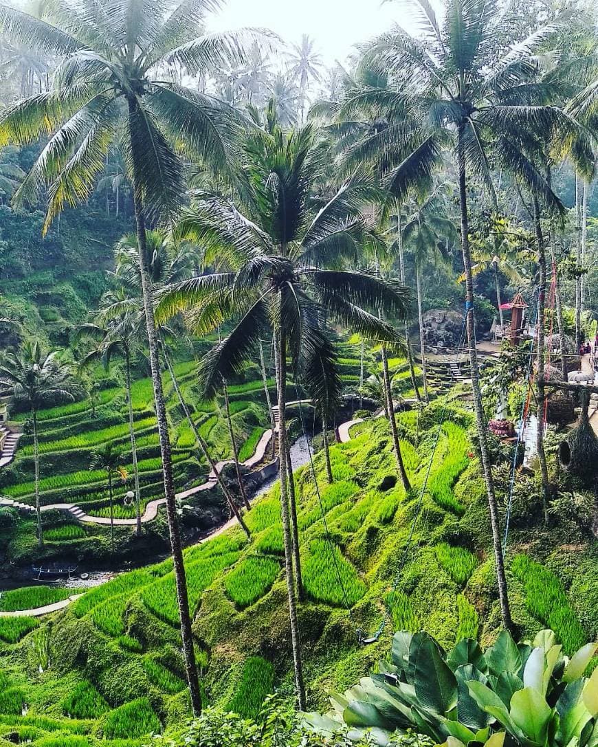 Lugar Tegallalang Rice Terrace