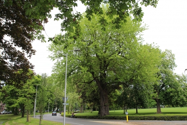 Lugar Wilhelminapark