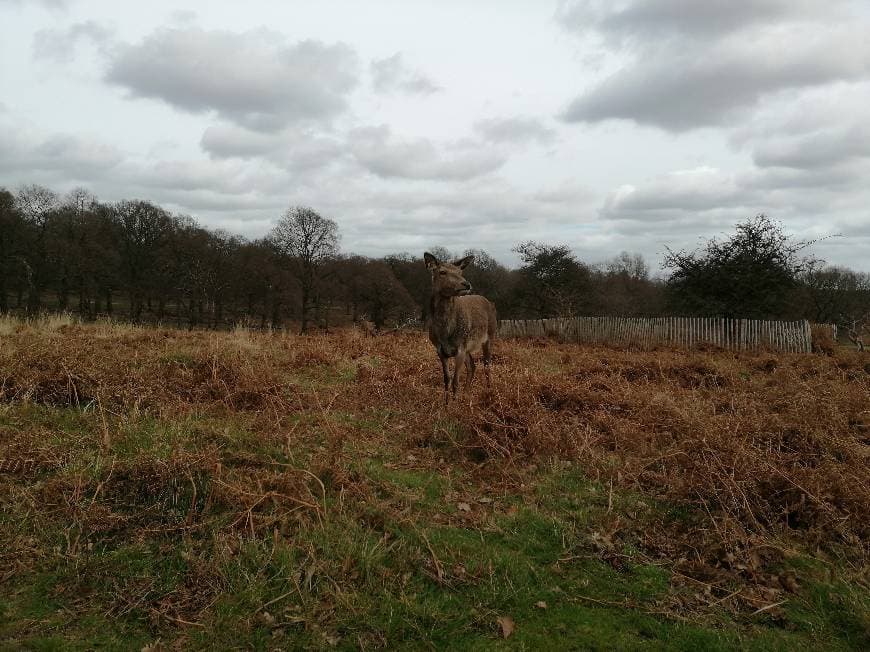 Lugar Richmond Park