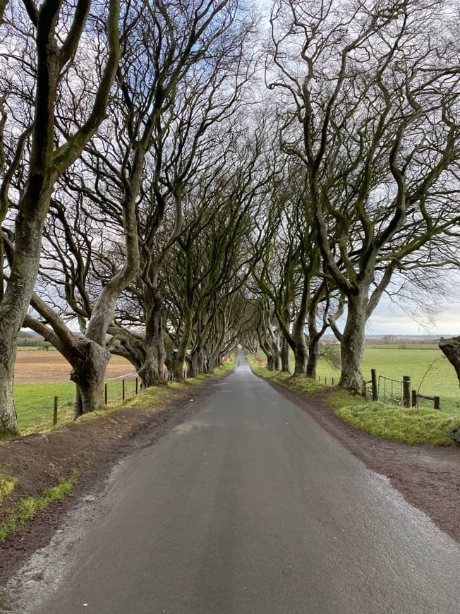 Place The Dark Hedges