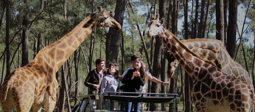 Lugar Badoca Safari park