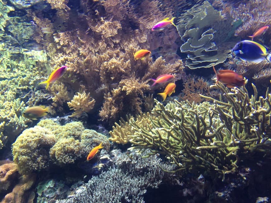 Place Oceanario de Lisboa