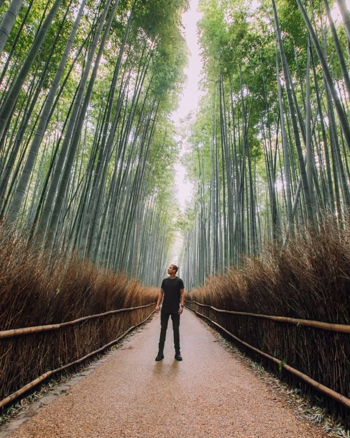 Lugar Bamboo Forest