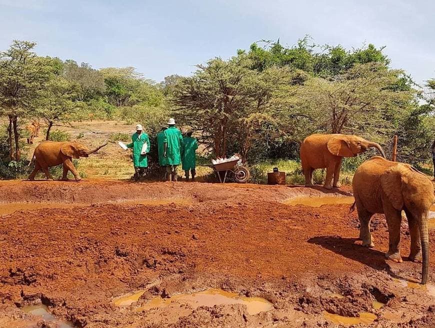 Lugar David Sheldrick Elephant 