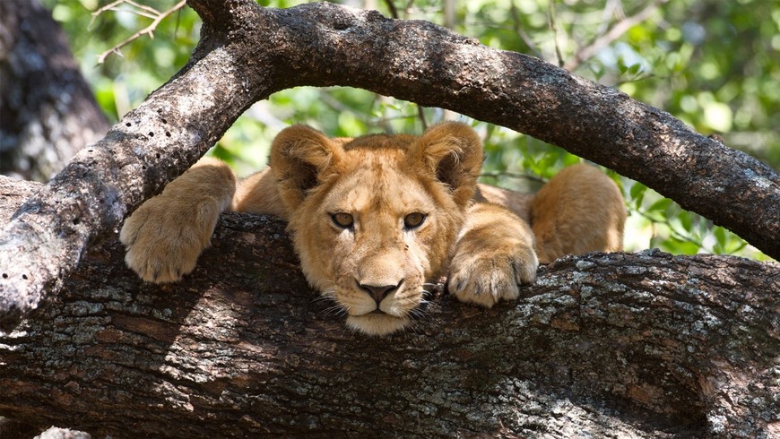 Lugar MANYARA NATIONAL PARK