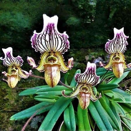 Fashion Orquídea Sapatinho 