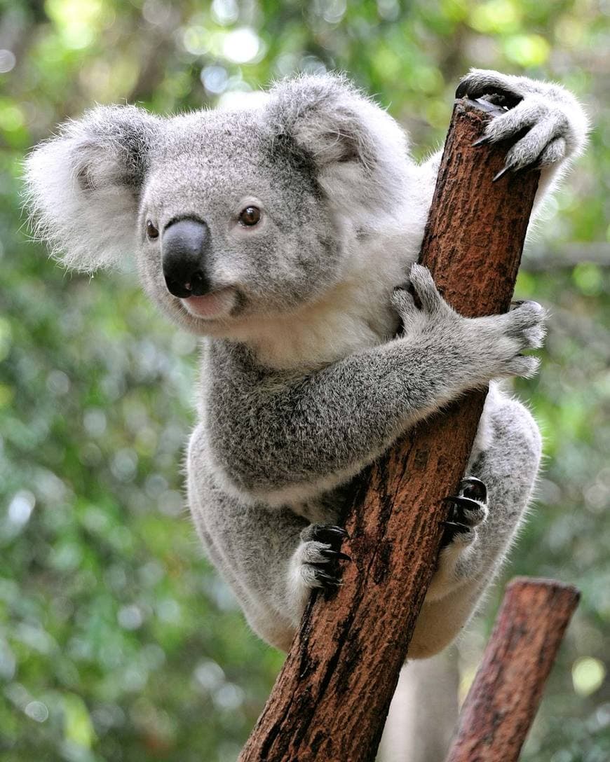 Moda Koala