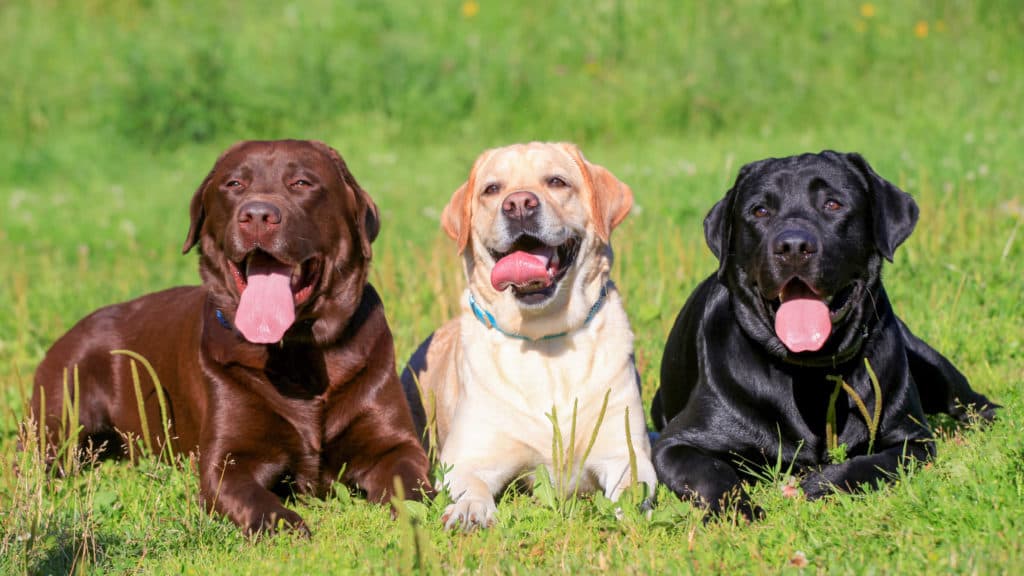 Fashion Labrador retriever