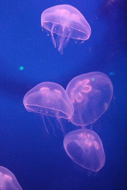 Moda Aurelia aurita-moon jellyfish