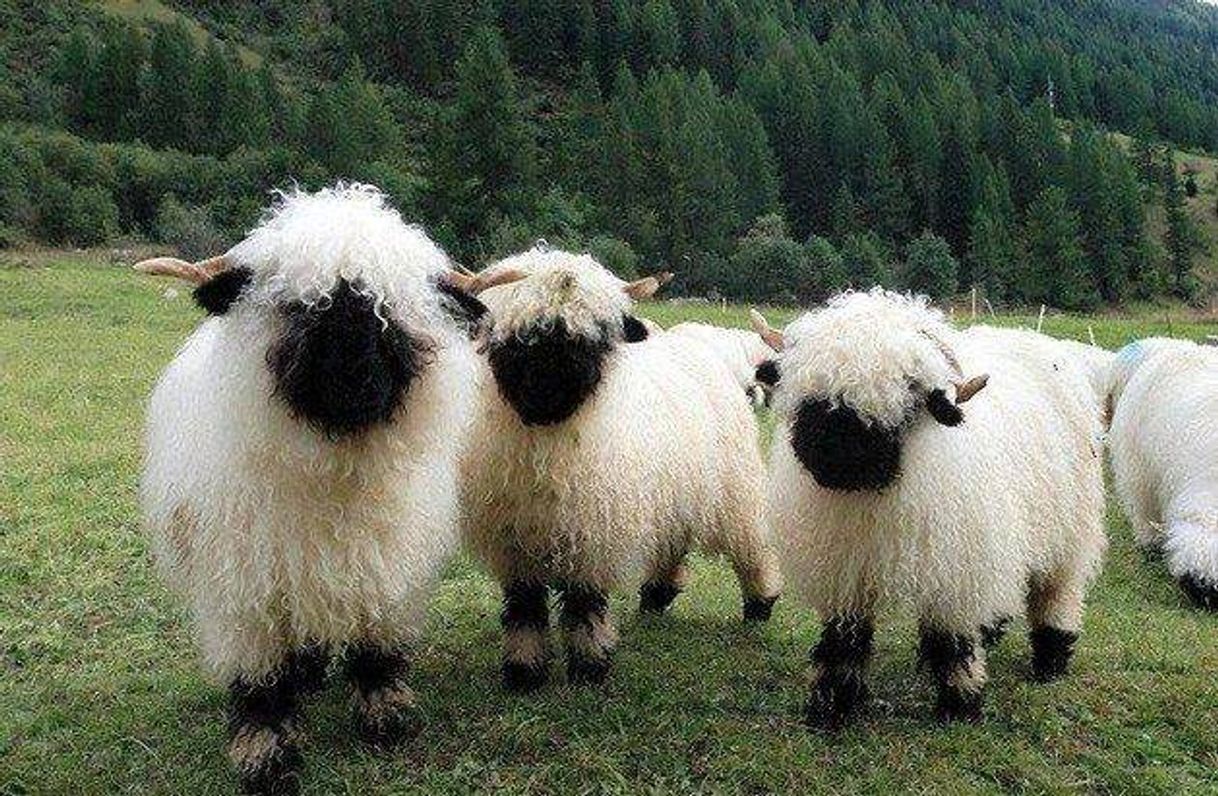 Fashion Bllacknose sheep