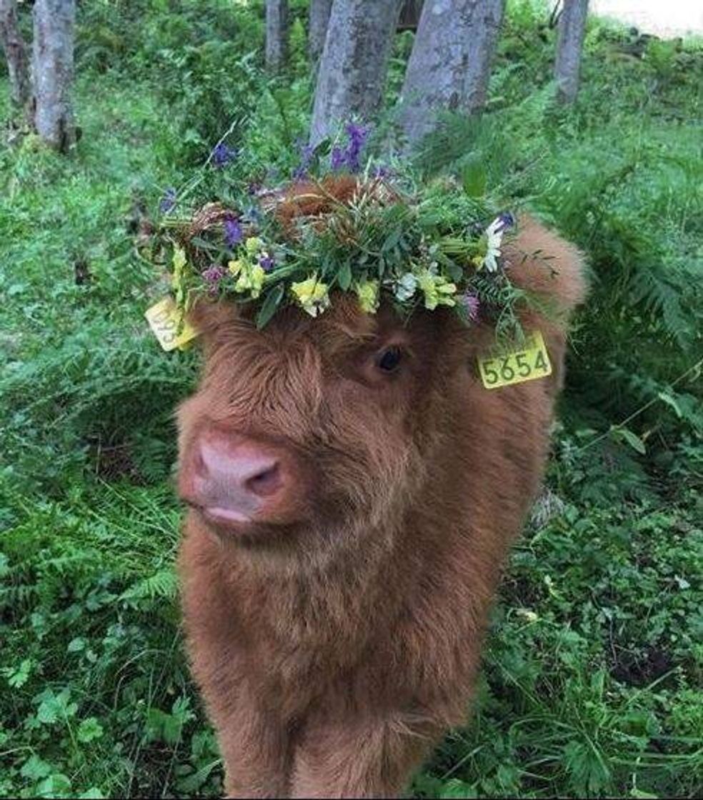 Fashion Cow