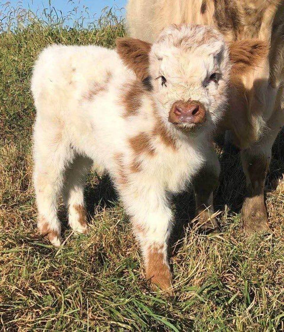 Fashion Fluffy baby cow