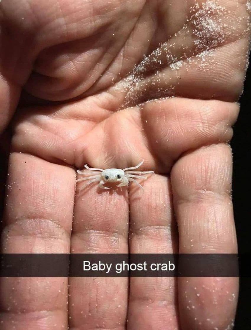 Moda Baby ghost crab