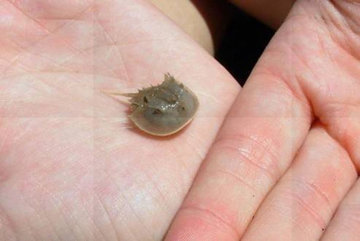 Moda Limulus Polyphemus 