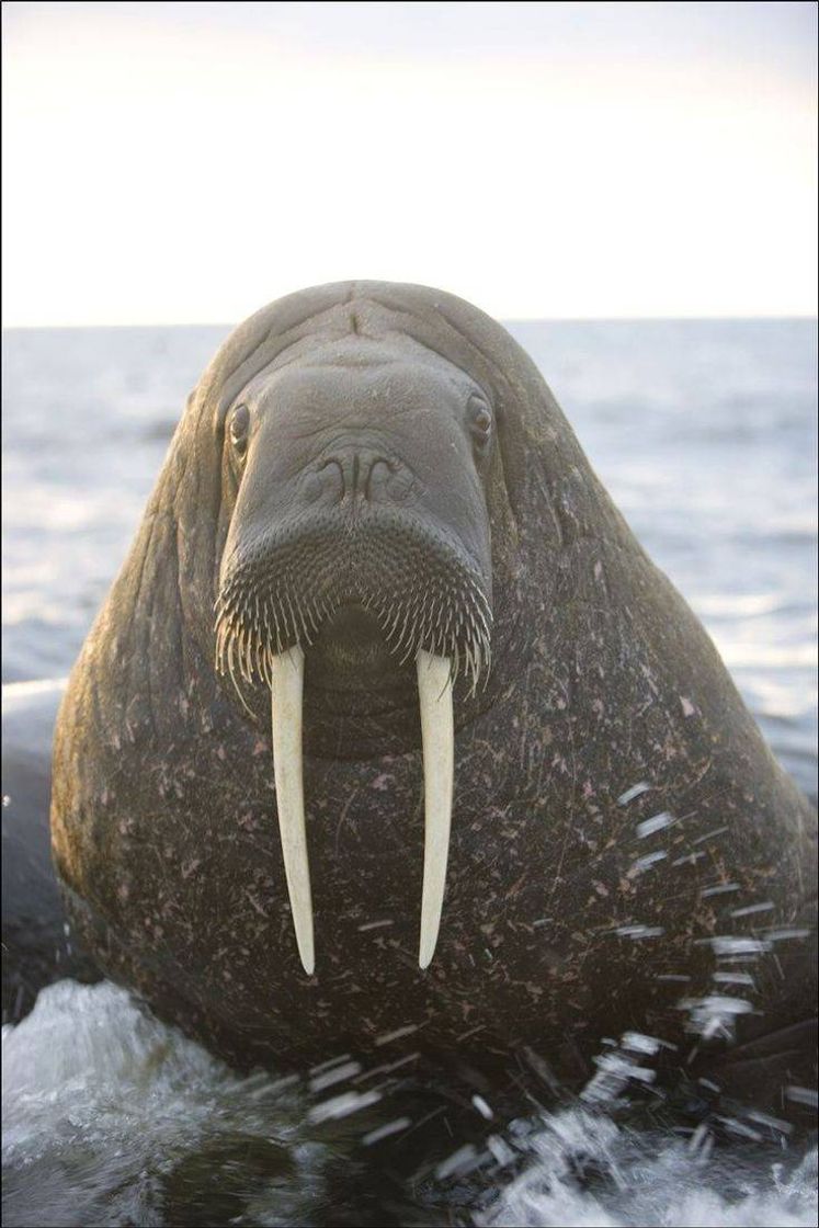 Moda Walrus